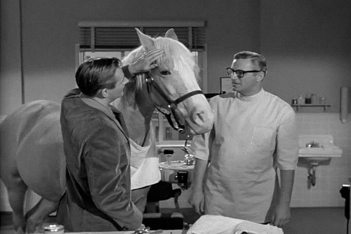 They brush horses' teeth, don't they? It isn't just humans. Even Mister Ed went to the dentist.