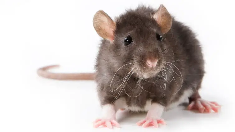 Nobody's ever happy to see a rat, much less a lot of them. That's why people say, "Rats."