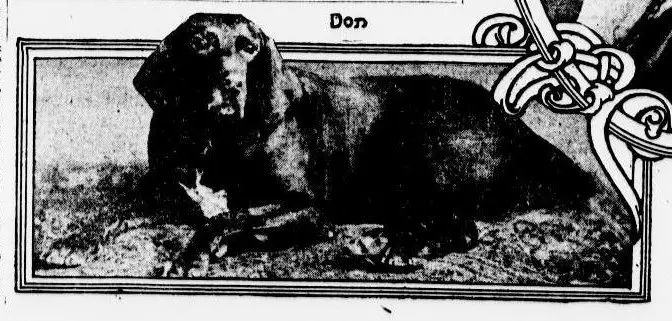 in 1912, Don the Talking Dog took the United States by storm. He was said to have known nine words, most of them in German.