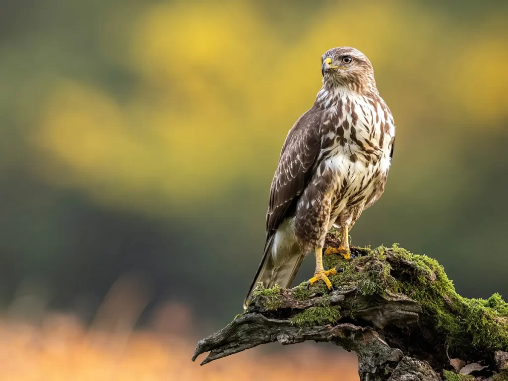Are buzzards the next big thing in the investment world?