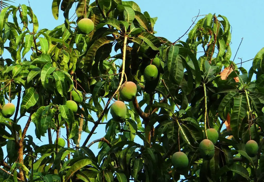 Should mangoes be in your financial portfolio?