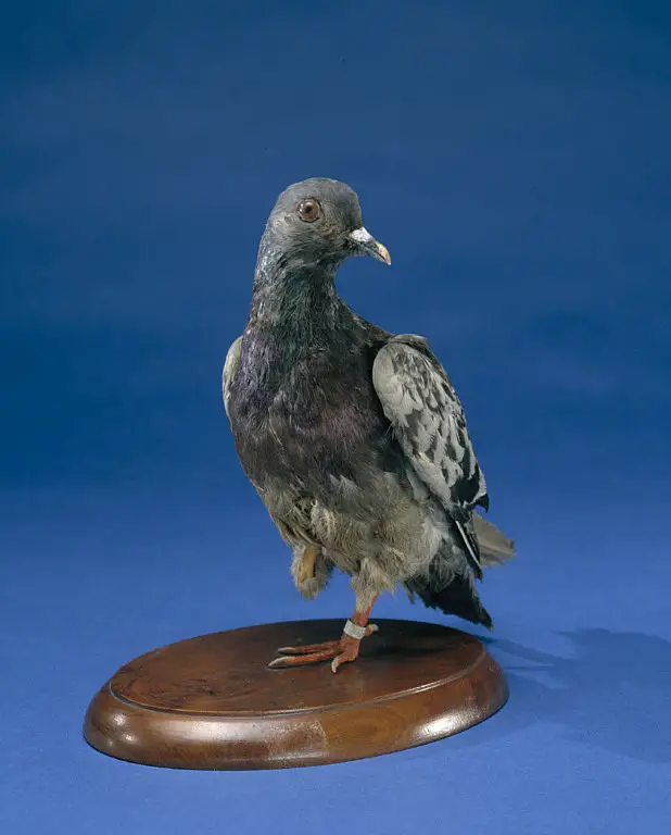 Cher Ami, once a hero in World War I, is now memorialized at the Smithsonian Institute.